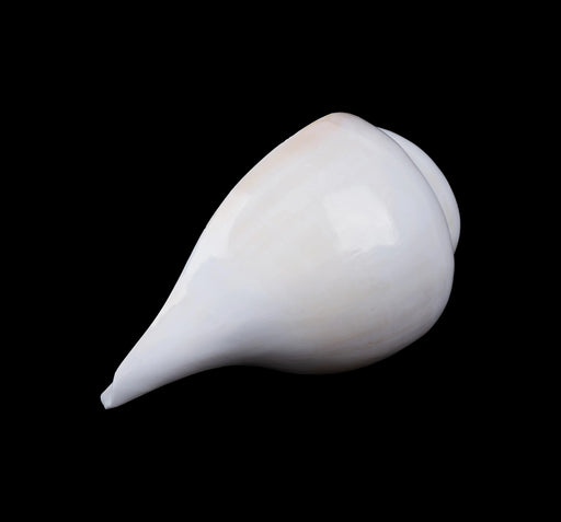 Blowing Shankh - 4 x 7.5 Inches | Vamavarti Shankh/ Bajane Wala Shankh/ Blowing Conch for Pooja - Pooja Shankh