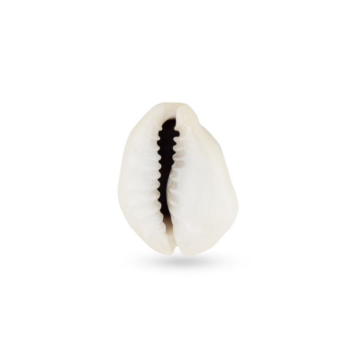 Kouri Shell Giri - Sozhi | Cowrie Shells | kaudi