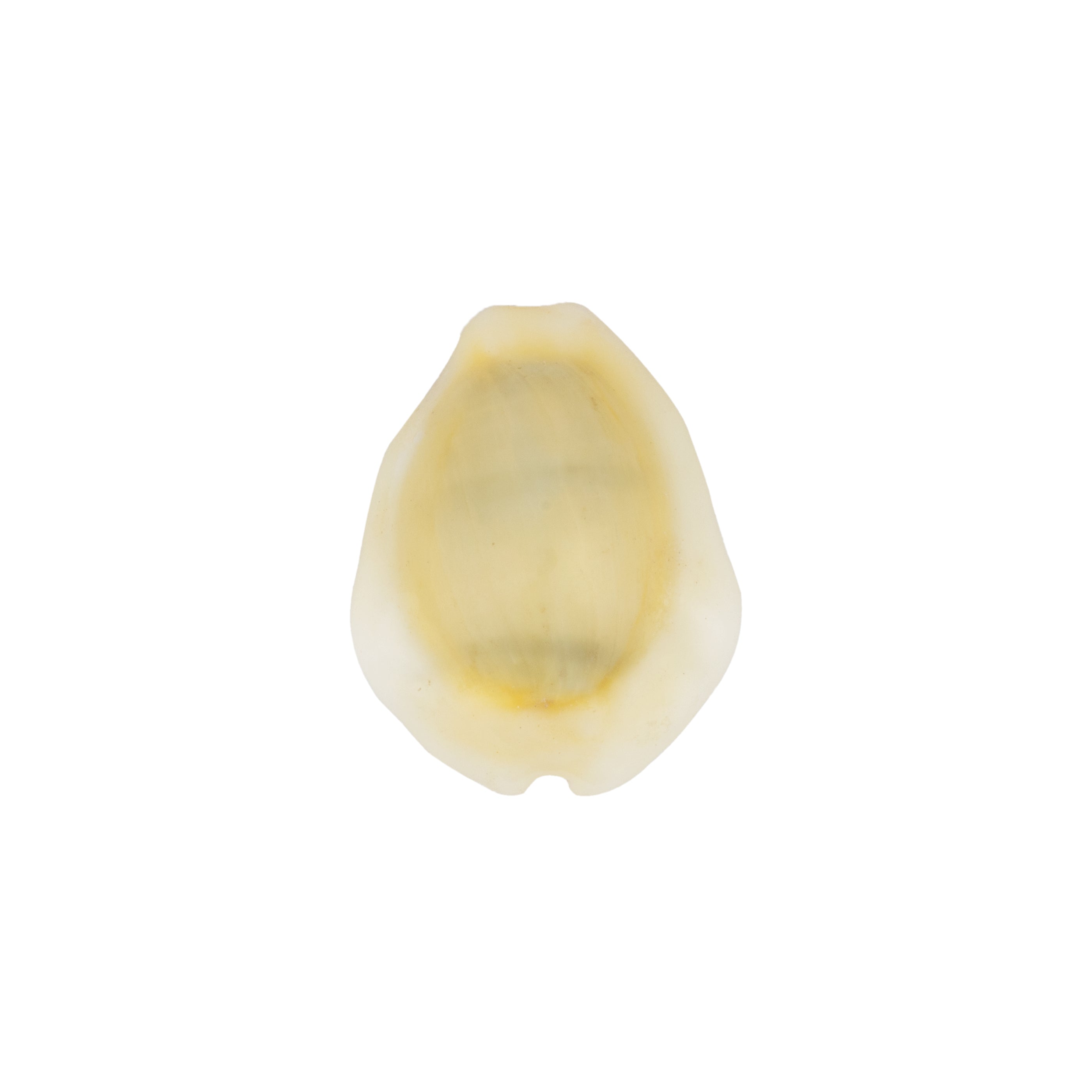 Kouri Shell Giri - Sozhi | Cowrie Shells | kaudi