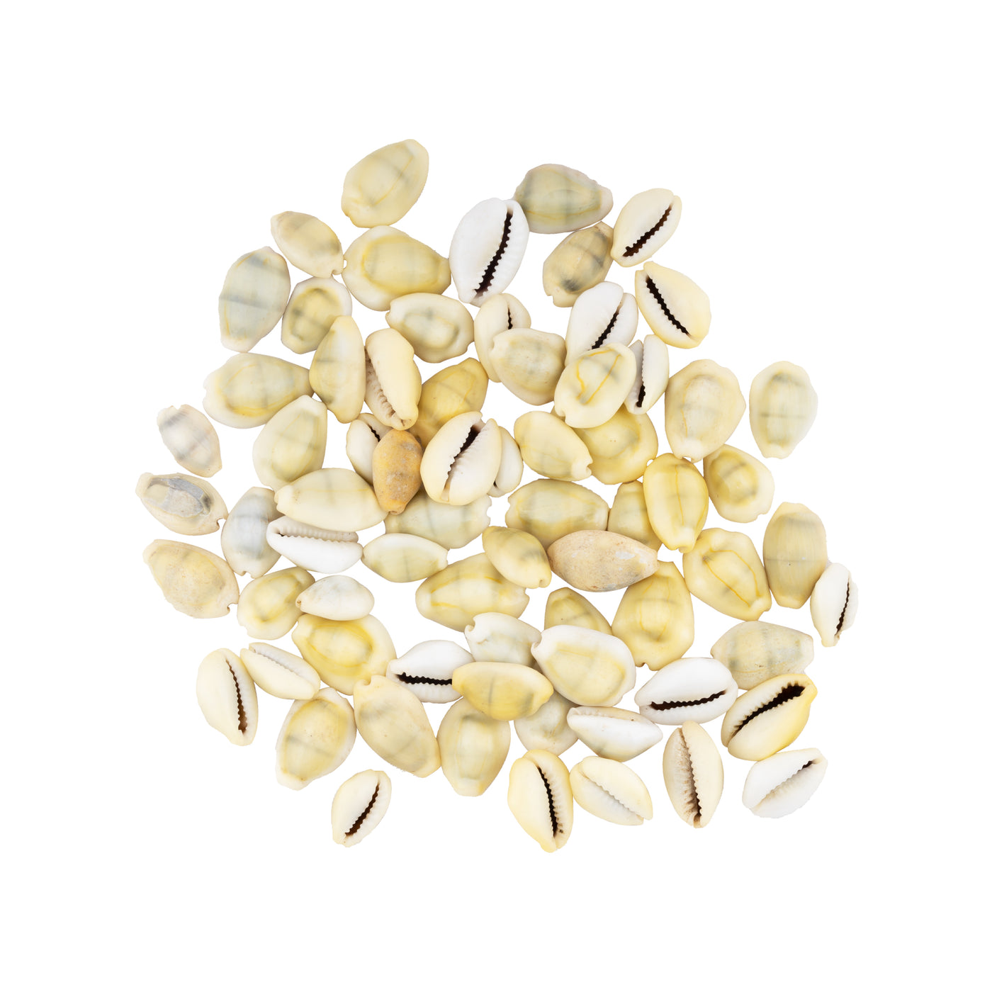 Giri - Sozhi | Cowrie Shells | kaudi