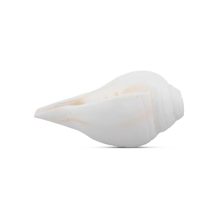 Blowing Shankh - 2.5 x 4 Inches | Conch/ Shankha for Pooja