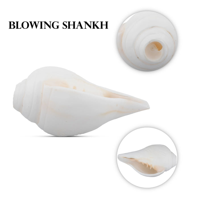 Blowing Shankh - 2.5 x 4 Inches | Conch/ Shankha for Pooja