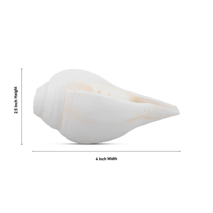 Blowing Shankh - 2.5 x 4 Inches | Conch/ Shankha for Pooja