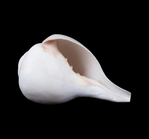 Blowing Shankh - 4.25 x 8 Inches | Vamavarti Shankh/ Bajane Wala Shankh/ Blowing Conch for Pooja - Pooja Shankh