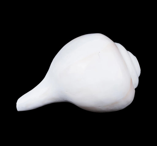 Blowing Shankh - 4.25 x 8 Inches | Vamavarti Shankh/ Bajane Wala Shankh/ Blowing Conch for Pooja - Pooja Shankh