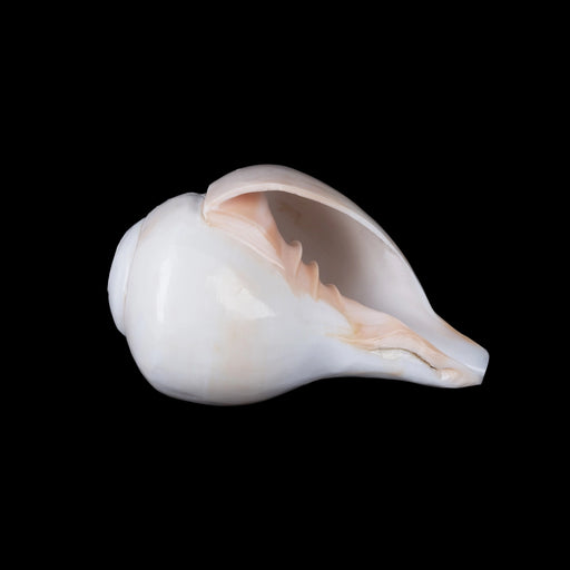 Blowing Shankh - 4 x 7.5 Inches | Bajne Wala Shankh/ Blowing Conch for Pooja - Pooja Shankh