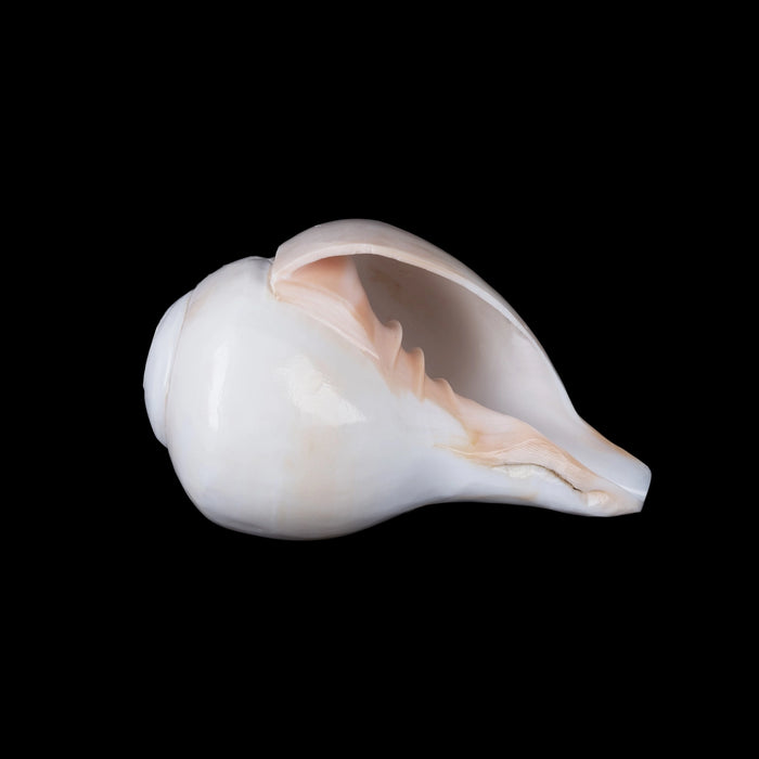 Blowing Shankh - 4 x 7.5 Inches | Bajne Wala Shankh/ Blowing Conch for Pooja - Pooja Shankh