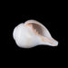 Blowing Shankh - 4 x 7.5 Inches | Bajne Wala Shankh/ Blowing Conch for Pooja - Pooja Shankh