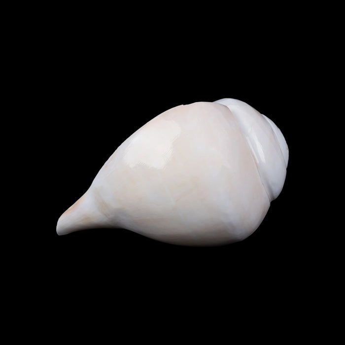 Blowing Shankh - 4 x 7.5 Inches | Bajne Wala Shankh/ Blowing Conch for Pooja - Pooja Shankh