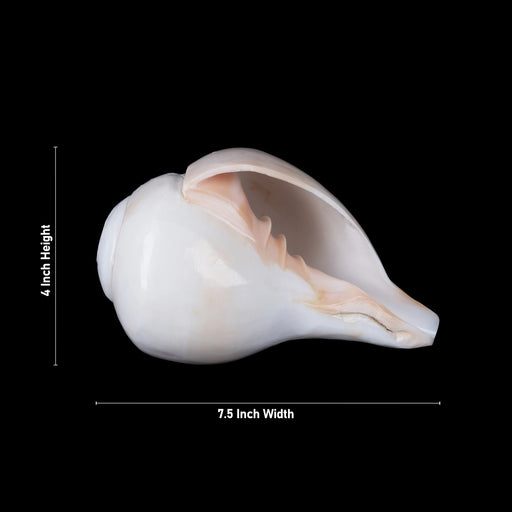 Blowing Shankh - 4 x 7.5 Inches | Bajne Wala Shankh/ Blowing Conch for Pooja - Pooja Shankh