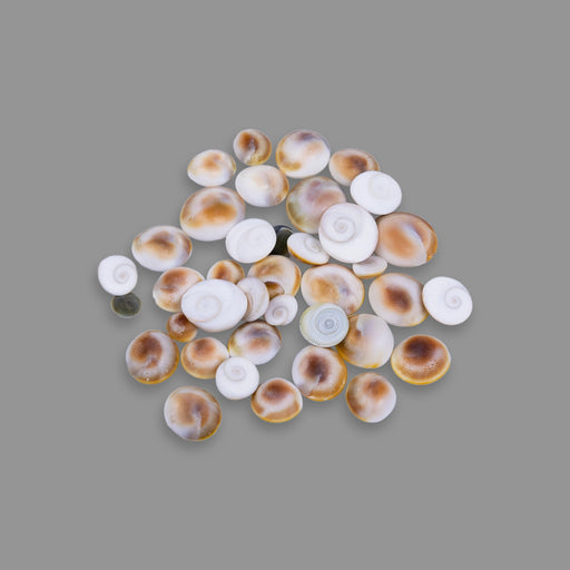 Gomti Chakra - 25 Gms | Gomati Chakra/ Sacred Chakra for Lakshmi Pooja - Pooja Shankh