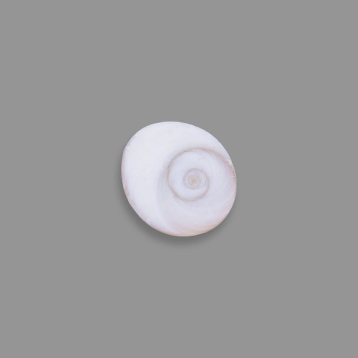 Gomti Chakra - 25 Gms | Gomati Chakra/ Sacred Chakra for Lakshmi Pooja - Pooja Shankh