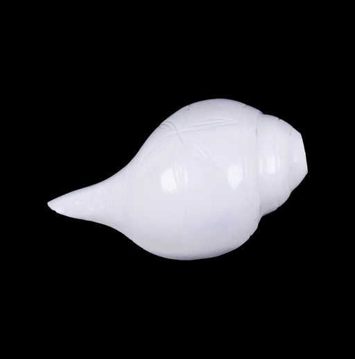 Blowing Shankh - 2.5 X 5 Inches | Vamavarti Shankh/ Bajane Wala Shankh/ Blowing Conch For Pooja - Pooja Shankh