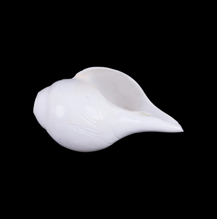 Blowing Shankh - 2.5 X 5 Inches | Vamavarti Shankh/ Bajane Wala Shankh/ Blowing Conch For Pooja - Pooja Shankh