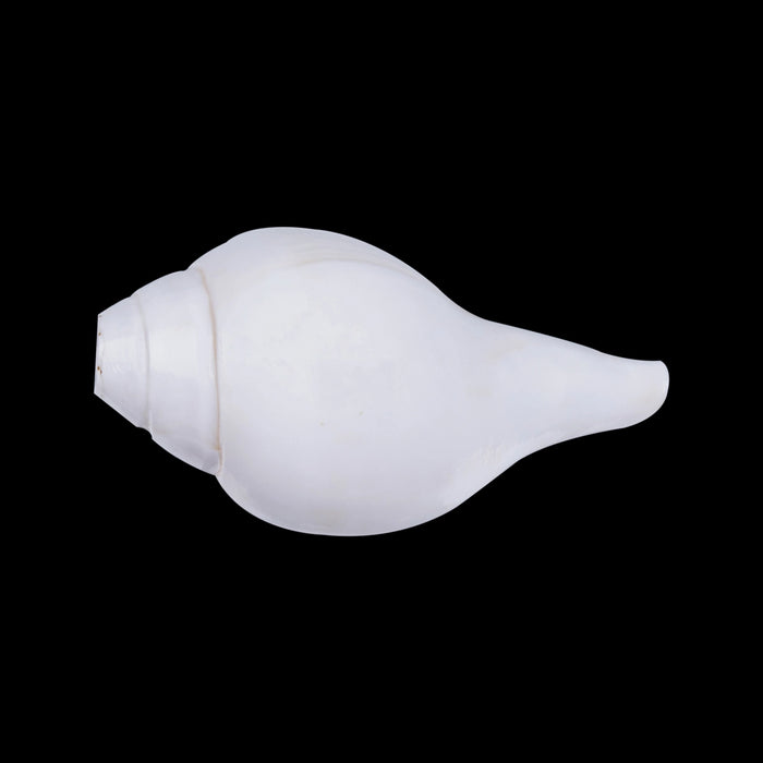 Blowing Shankh - 2.5 x 5.5 Inches | Vamavarti Shankh/ Bajane Wala Shankh/ Blowing Conch for Pooja - Pooja Shankh