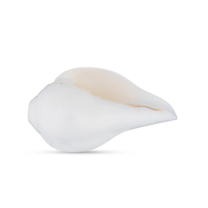 Blowing Shankh - 2.5 x 5 Inches | Conch/ Shankha for Pooja