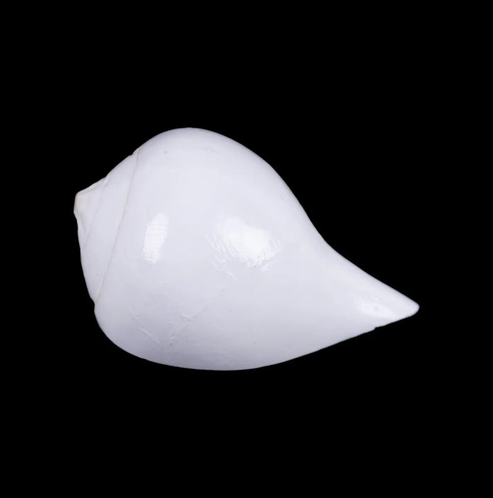 Abhishek Shankh - 2 X 3 Inches | Conch/ Shankh Abhishek/ Pooja Shankha For Abhishekam And Pooja Rituals - Pooja Shankh