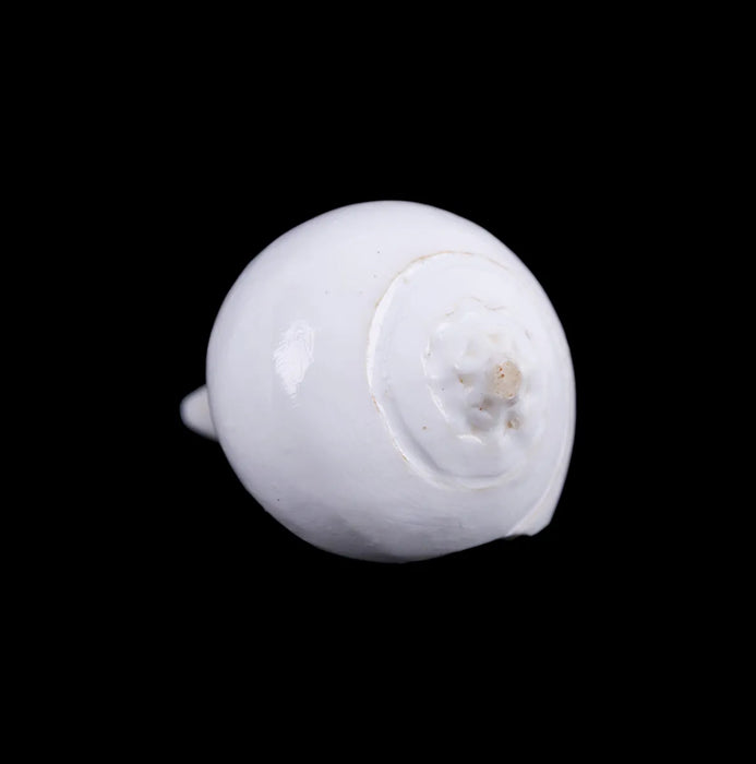 Abhishek Shankh - 2 X 3 Inches | Conch/ Shankh Abhishek/ Pooja Shankha For Abhishekam And Pooja Rituals - Pooja Shankh