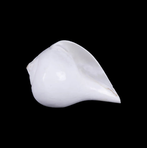 Abhishek Shankh - 2 X 3 Inches | Conch/ Shankh Abhishek/ Pooja Shankha For Abhishekam And Pooja Rituals - Pooja Shankh