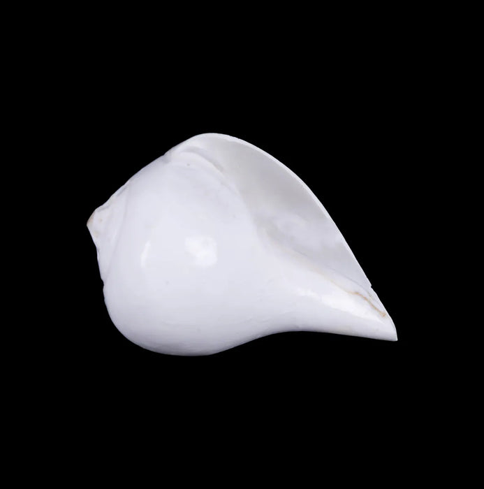 Abhishek Shankh - 2 X 3 Inches | Conch/ Shankh Abhishek/ Pooja Shankha For Abhishekam And Pooja Rituals - Pooja Shankh