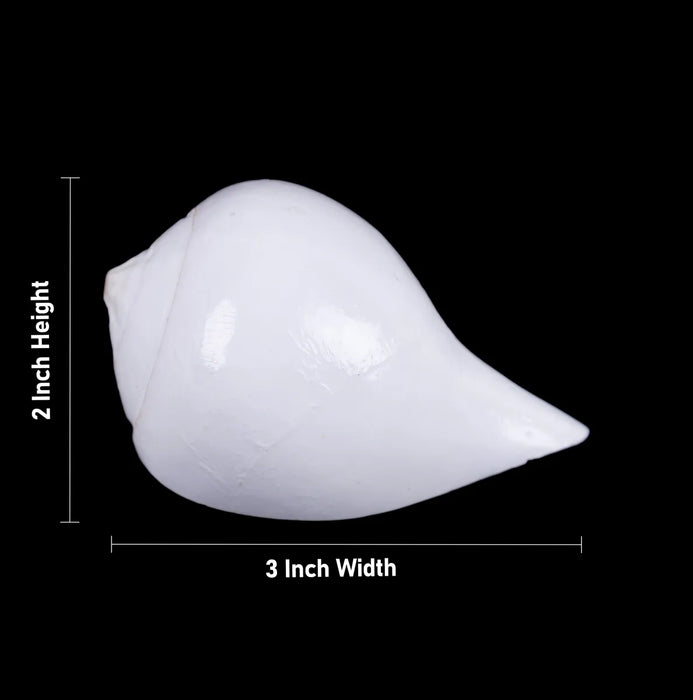 Abhishek Shankh - 2 X 3 Inches | Conch/ Shankh Abhishek/ Pooja Shankha For Abhishekam And Pooja Rituals - Pooja Shankh