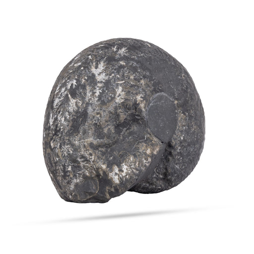 Adbhut Shast Chakra Hayagriva Sudharsan Shaligram Murti - 19 x 17 Inches | Saligram Murti for Pooja - Saligrama Stones & Murties