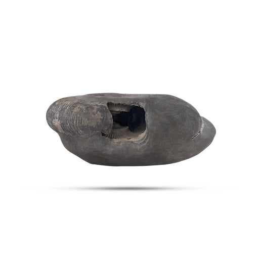 Sarvottam Kurma Maha Laxmi Narayan Shaligram Murti | Shaligram Vishnu | Kurma Shaligram