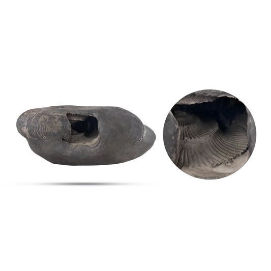 Sarvottam Kurma Maha Laxmi Narayan Shaligram Murti | Kurma Shaligram | Laxmi Narayan Shaligram