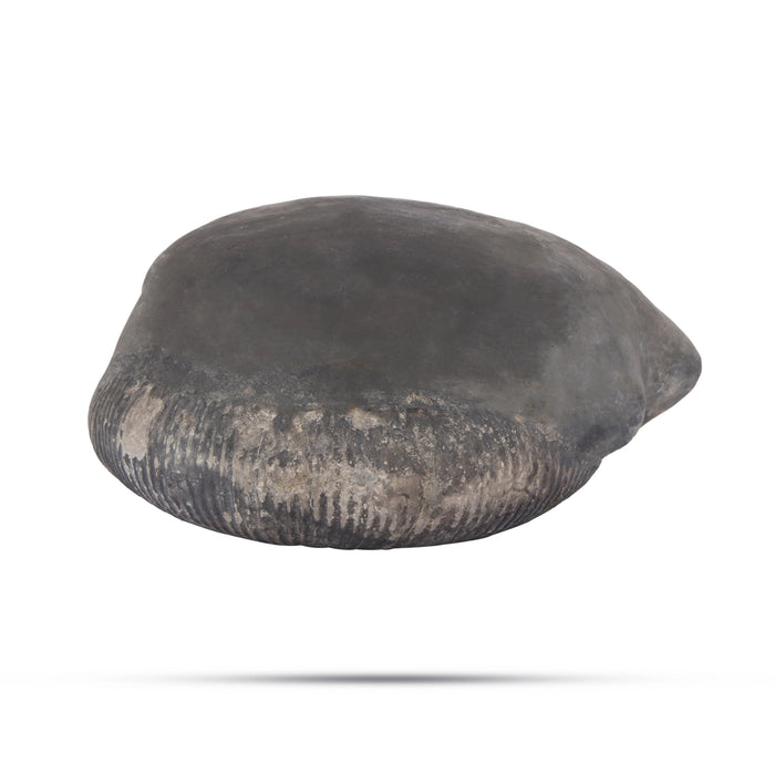 Sarvottam Kurma Maha Laxmi Narayan Shaligram Murti | Vishnu Shaligram | Lakshmi Narayan Shaligram