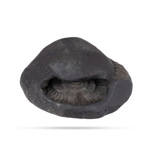 Garuda Mahalakshmi Surya Narayana Shaligram Murti | Vishnu Shaligram | Lord Shaligram