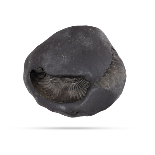 Garuda Mahalakshmi Surya Narayana Shaligram Murti | Surya Narayana Shaligram | Vishnu Shaligram Stone
