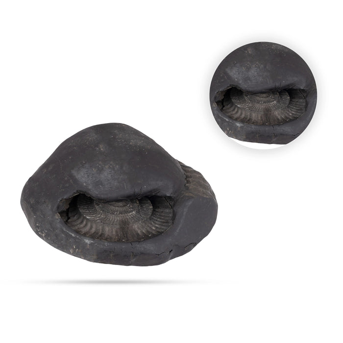 Garuda Mahalakshmi Surya Narayana Shaligram Murti | Lord Vishnu Shaligram | Maha Vishnu Shaligram