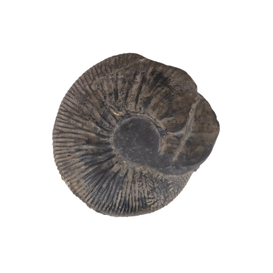 Swarn Kalpataru Mahalaxmi Sudarshan Shaligram Murti | Shaligram Idol | Shaligram Shila Images