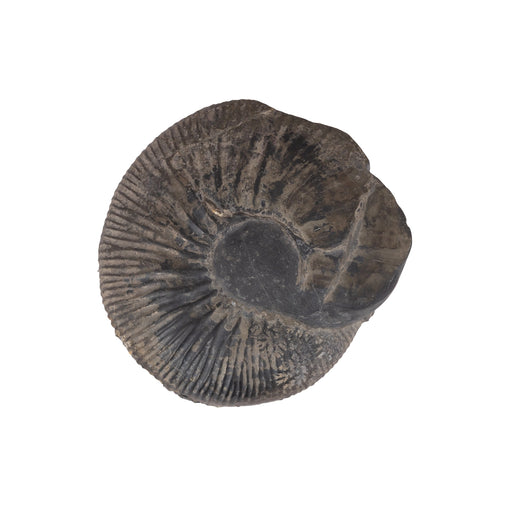 Swarn Kalpataru Mahalaxmi Sudarshan Shaligram Murti | Shaligram Idol | Shaligram Shila Images