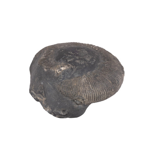 Swarn Kalpataru Mahalaxmi Sudarshan Shaligram Murti | Saligram Idol | Saligrama Idols