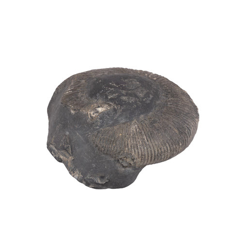 Swarn Kalpataru Mahalaxmi Sudarshan Shaligram Murti | Saligram Idol | Saligrama Idols