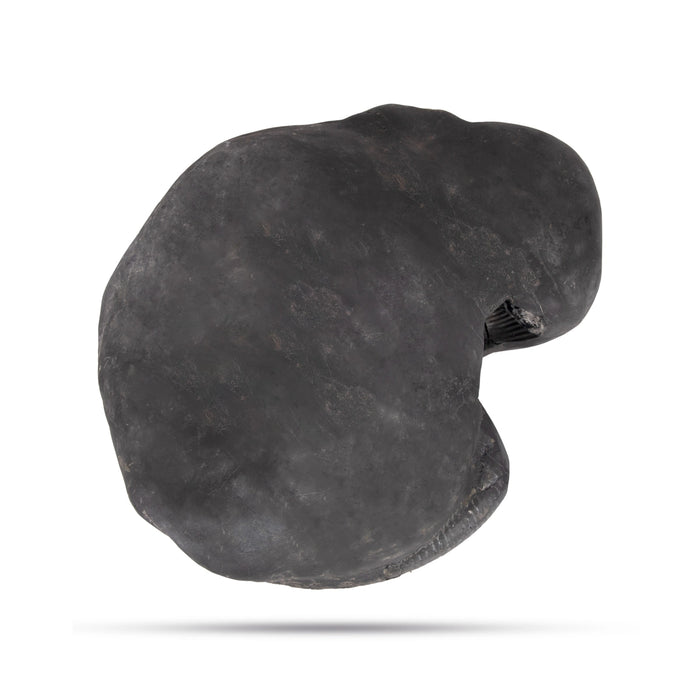 Achutam Madhavam Laxmi Narayana Shaligram Murti | Laxmi Narayan Shaligram | Lord Shaligram