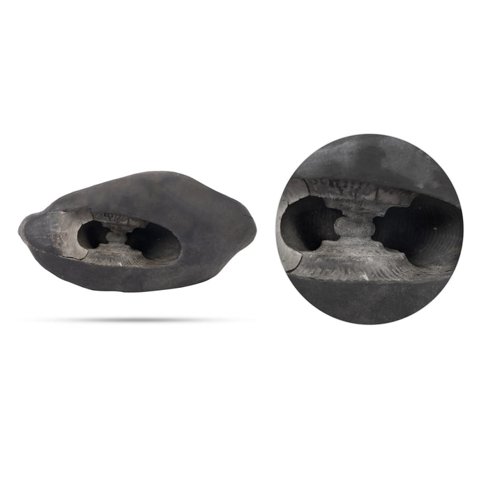 Exotic Matsya Maha Laxmi Narayana Hayagriva Shaligram Murti | Buy Original Shaligram Online | Hayagreeva Saligrama