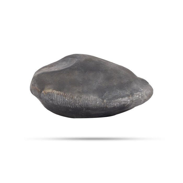 Exotic Matsya Maha Laxmi Narayana Hayagriva Shaligram Murti | Hayagriva Shaligram | Original Shaligram Online