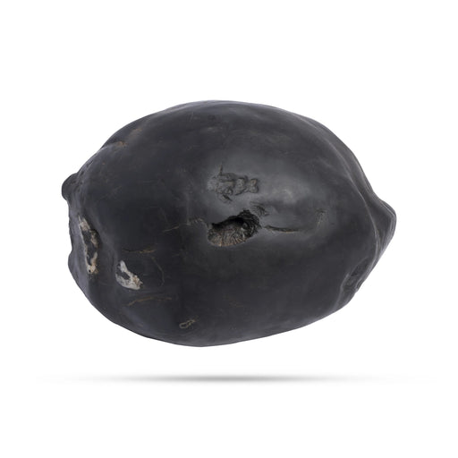 Swarn Laxmi Varaha Janardhan Durlabh Shaligram Murti | Buy Original Shaligram Online | Vishnu Shaligram Price