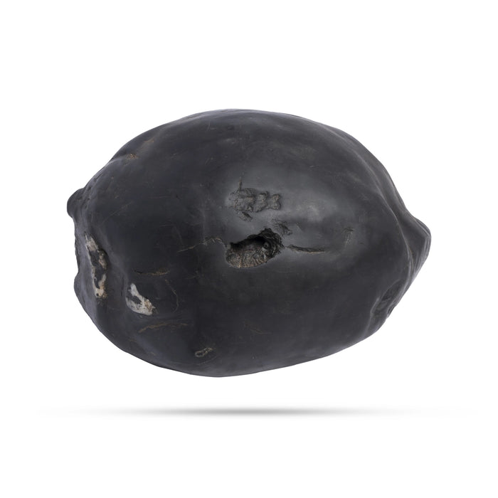 Swarn Laxmi Varaha Janardhan Durlabh Shaligram Murti | Buy Original Shaligram Online | Vishnu Shaligram Price