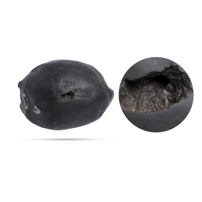 Swarn Laxmi Varaha Janardhan Durlabh Shaligram Murti | Vishnu Shaligram Stone Price | Maha Vishnu Shaligram