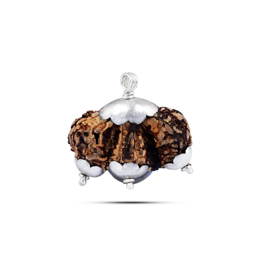 Trijuti Rudraksha - 0.75 x 1 Inches | Silver Cup / Rudraksha Pendant / Original Rudraksha / Rudraksha Dollor - Rudraksha Mala, Pendant, Bracelet