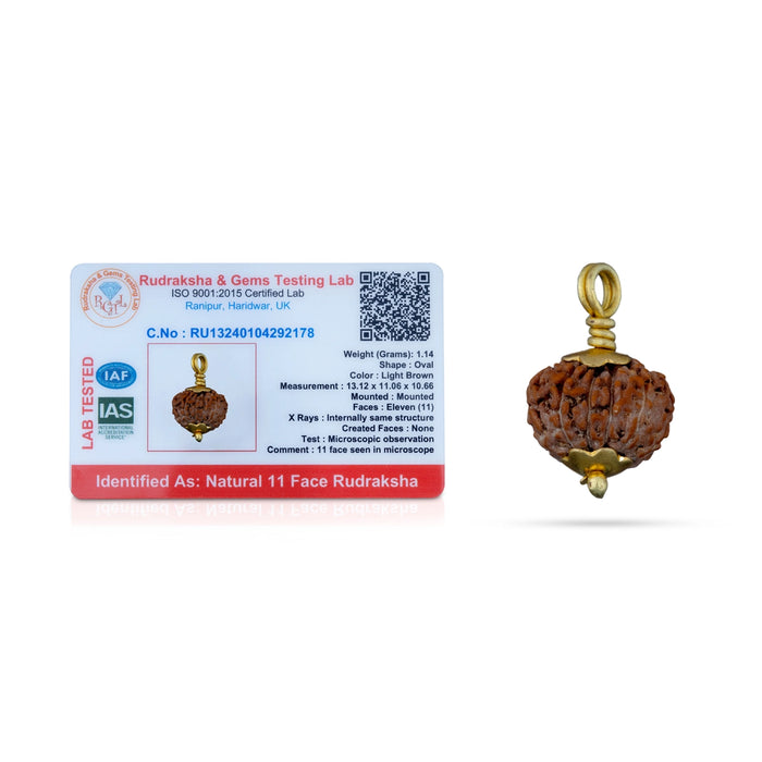 11 Face Rudraksha Pendant - 7 x 5 Inches | Golden Cup Rudraksha Bead/ Java Rudraksh Locket for Men & Women - Rudraksha Mala, Pendant, Bracelet