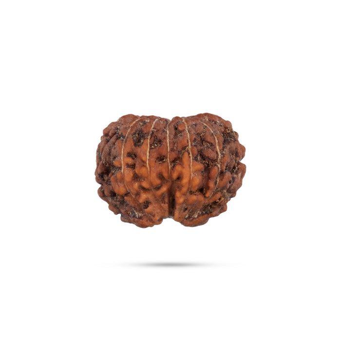 12 Mukhi Rudraksha Bead | Java 12 Face Rudraksha Bead/ Rudraksh Bead for Men & Women - Rudraksha Mala, Pendant, Bracelet