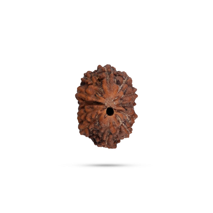 12 Mukhi Rudraksha Bead | Java 12 Face Rudraksha Bead/ Rudraksh Bead for Men & Women - Rudraksha Mala, Pendant, Bracelet