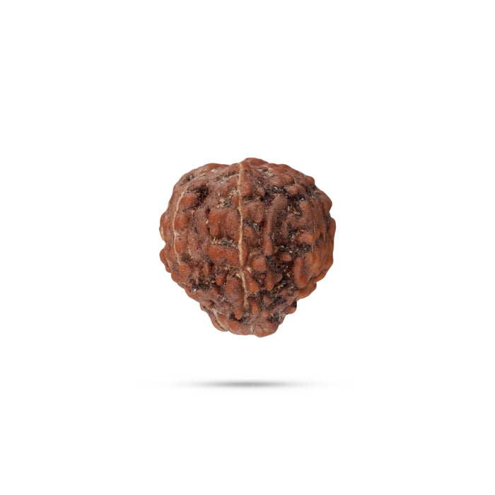 12 Mukhi Rudraksha Bead | Java 12 Face Rudraksha Bead/ Rudraksh Bead for Men & Women - Rudraksha Mala, Pendant, Bracelet