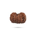 13 Mukhi Rudraksha Bead | Java 13 Face Ruthratcham Bead/ Rudraksh Bead for Men & Women - Rudraksha Mala, Pendant, Bracelet