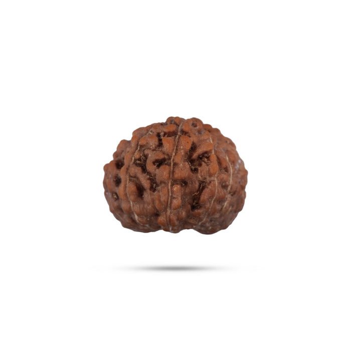 13 Mukhi Rudraksha Bead | Java 13 Face Ruthratcham Bead/ Rudraksh Bead for Men & Women - Rudraksha Mala, Pendant, Bracelet