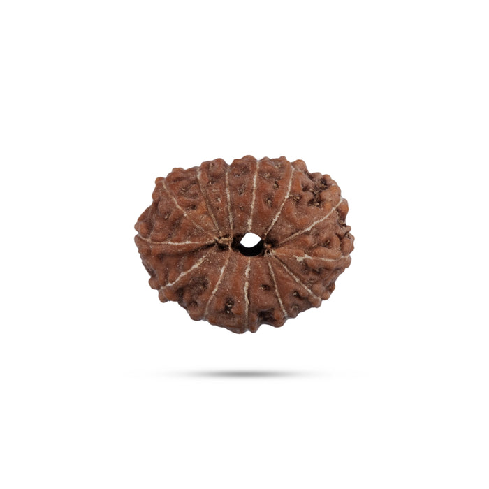 13 Mukhi Rudraksha Bead | Java 13 Face Ruthratcham Bead/ Rudraksh Bead for Men & Women - Rudraksha Mala, Pendant, Bracelet